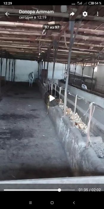 Ferma sotiladi Mol Qoy Ot boqsa boladi 9 sotik