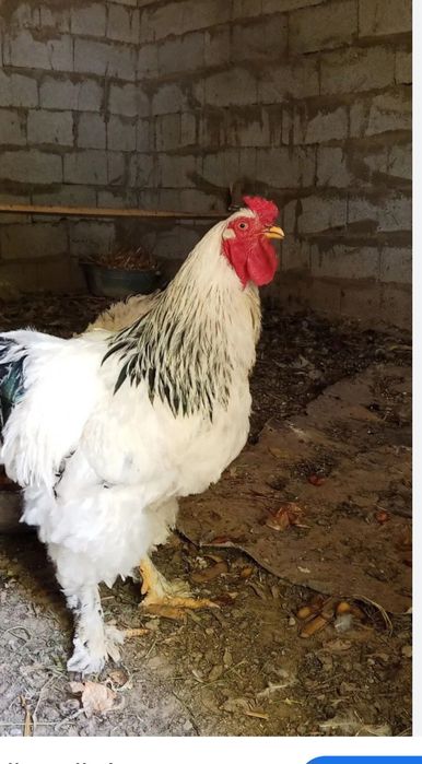 Brama tovuqlari sotiladi