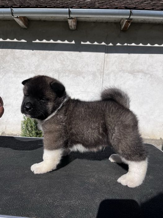 Akita american Mascul