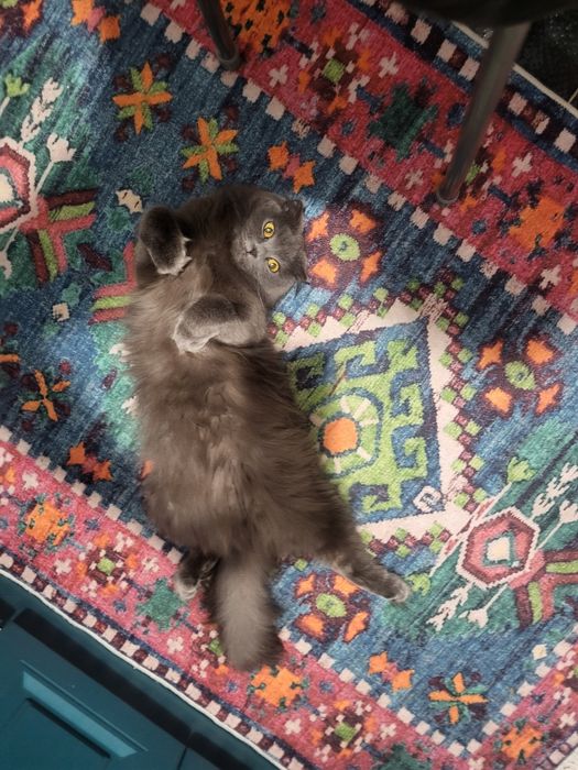 Кошка в хорошые руки