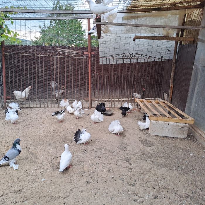 Porumbei albi rotați