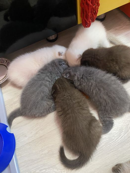 Шотланские котята