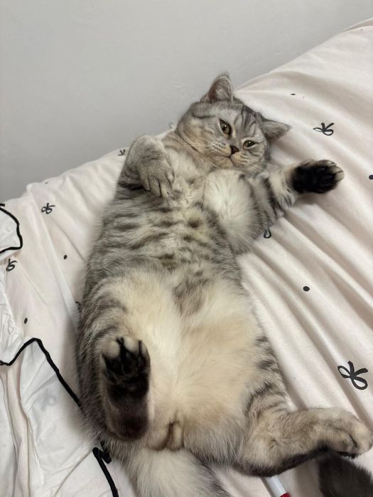 Donez British short hair