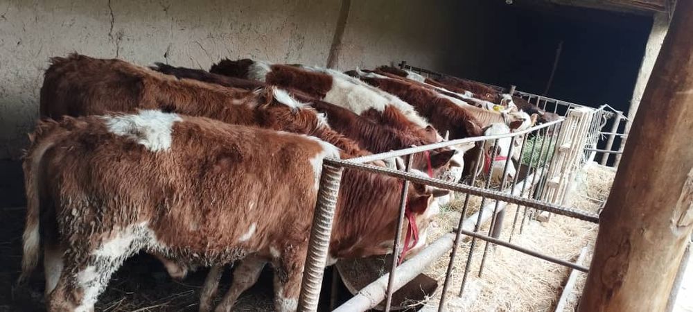 Buqalar sotiladi Girinfot Simental sortidan 14 ta bor yeb ichishi zor
