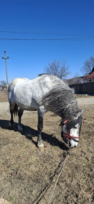 De vqnzare cal pentru gospodarie  se poate vedea in Pascani jud iasi.