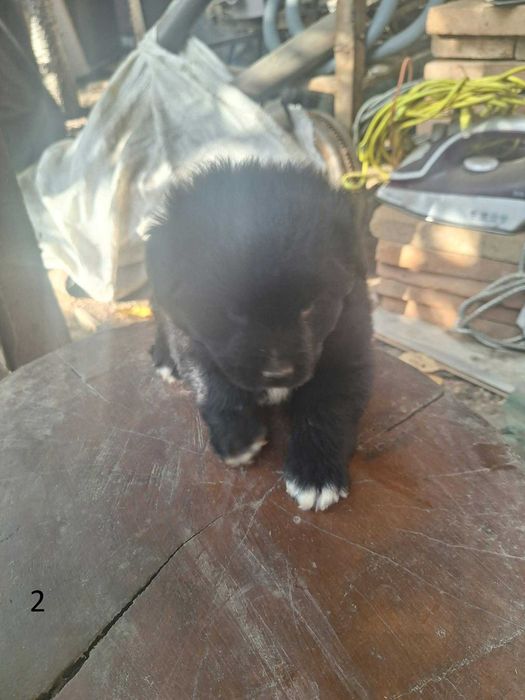 Catelusi Donatie