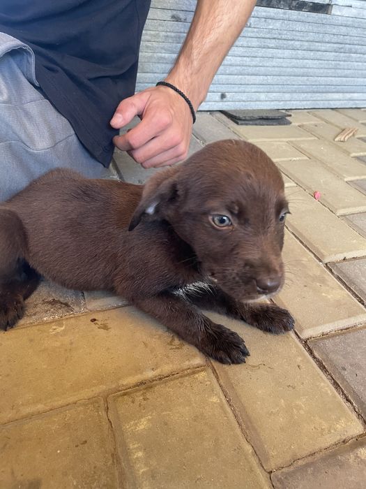 Catelusi de adoptie