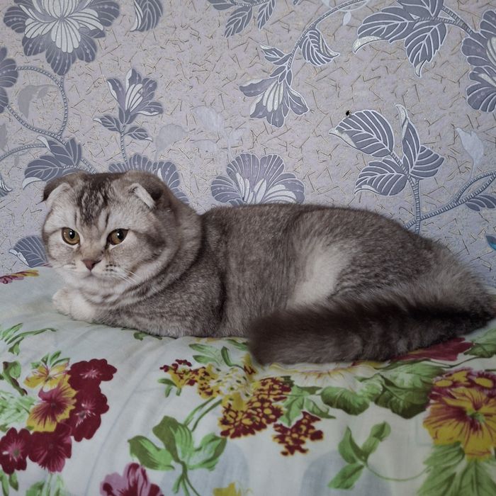 вязка шотландских кошек