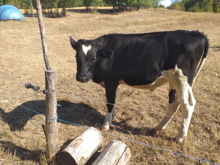 Vand un tăuraș .Nu raspund la mesaje