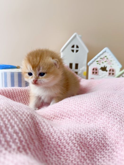 Котята Британские золотые Шиншиллы