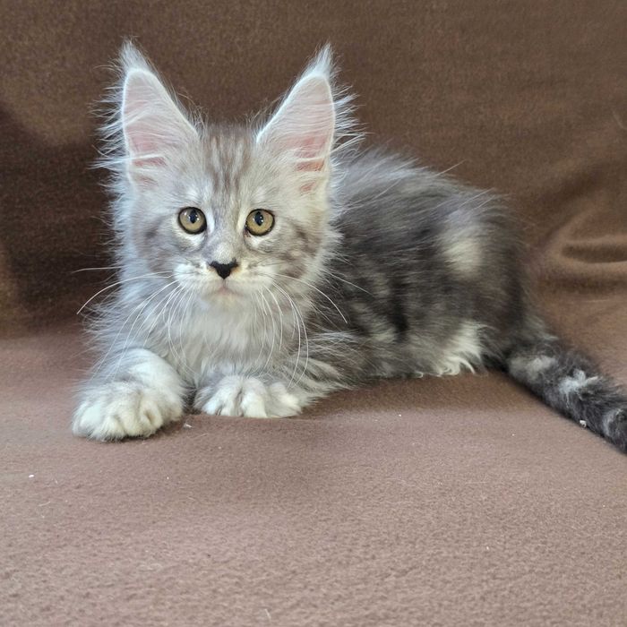 Котенца мейн куун