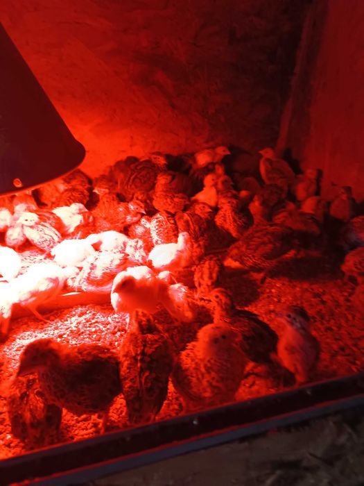 Prepelițe la două săptămâni