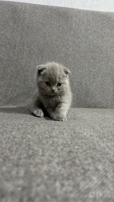 Продаються котята британские длинашорстные
