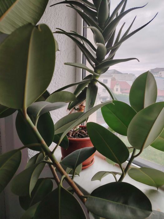 Ficus de 5 ani, 1.75 m, viguros