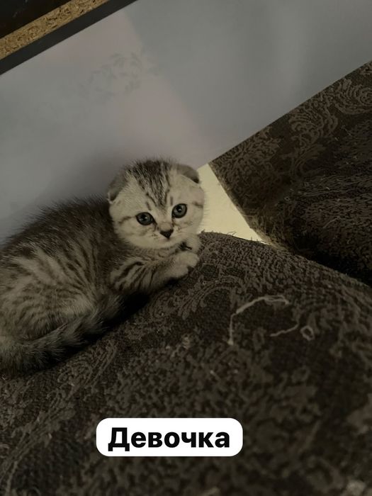 Кошка котёнок Котята