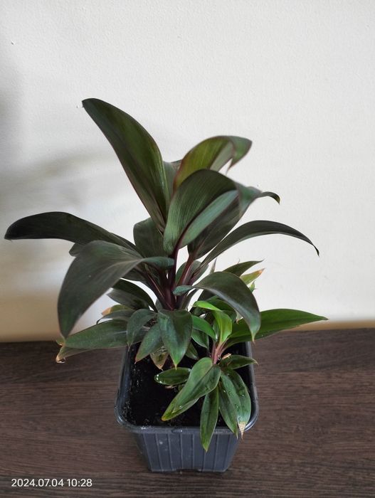 Цветок Кордилина