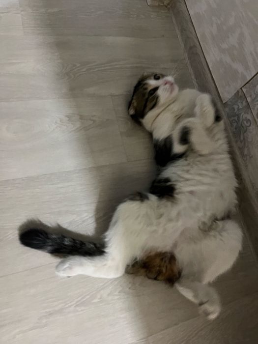 Отдам кота в добрые руки!!!