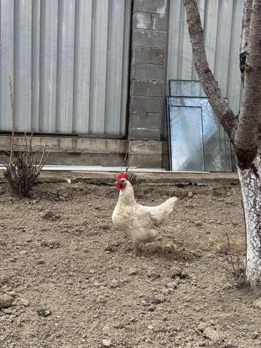 Продаются куры несушки с петухом