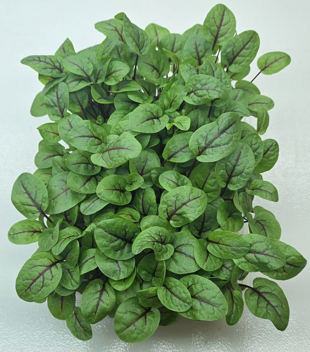 Микрозелень в наличии