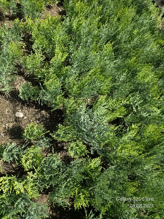 Туя голд кучатлари