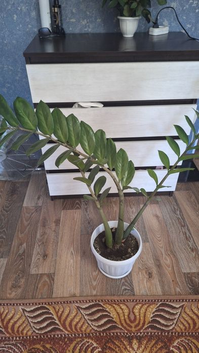 Продам денежное дерево высота 1м