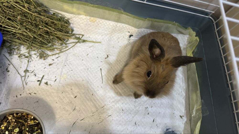 Декоративный кролик