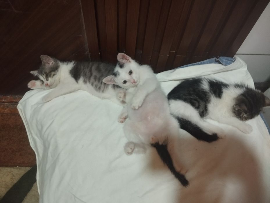 В добрые руки котята