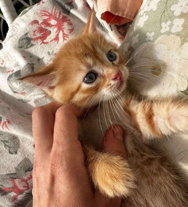 Котята (все девочки)