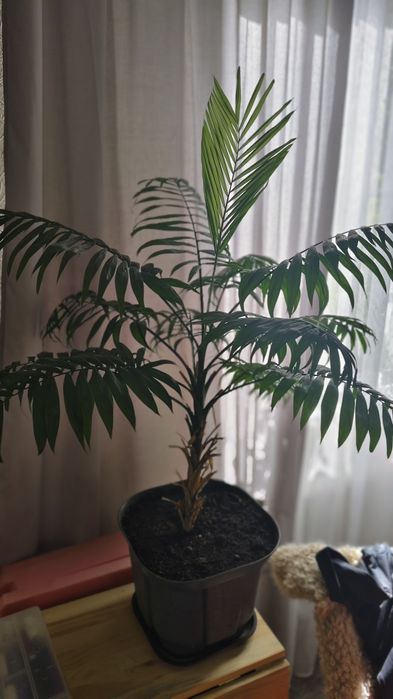 Хамедорея цветущая 6-7 лет