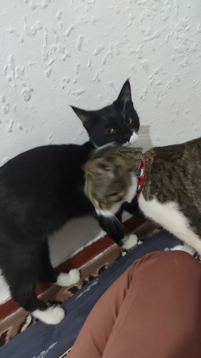 Mushuklar hadyaga beriladi toza uy mushuk