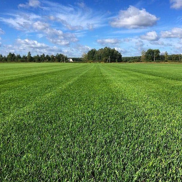 Газоны европейского качества готовый рулоновый + ланшафт