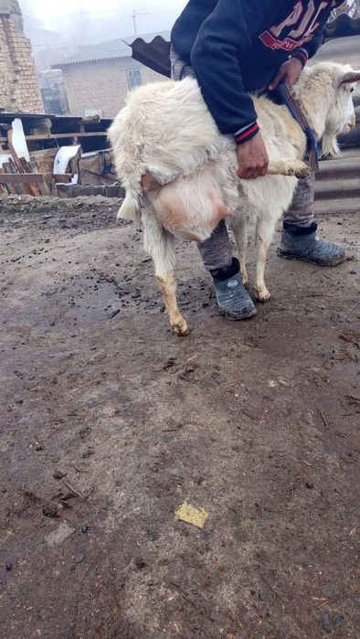 Продается дойная коза.