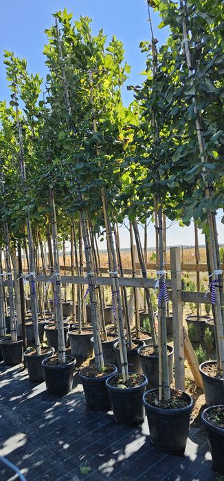 acer platanoides 'crimson king ( artar )