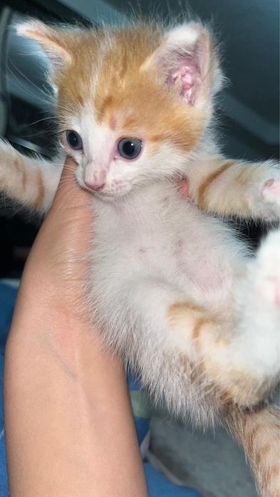 Котенок мальчик в хорошие руки