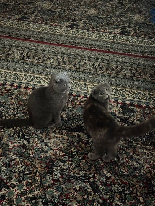 Shotland vislouh mushuklar (juftlik, sog‘lom va uyda boqilgan)