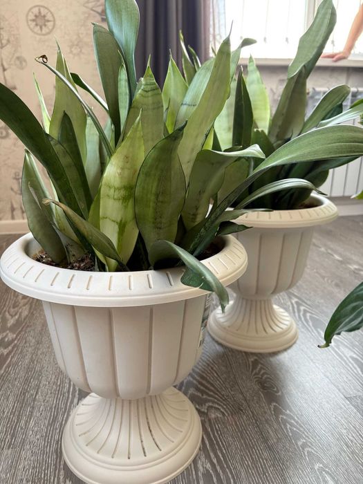 Цветы в горшке для офиса