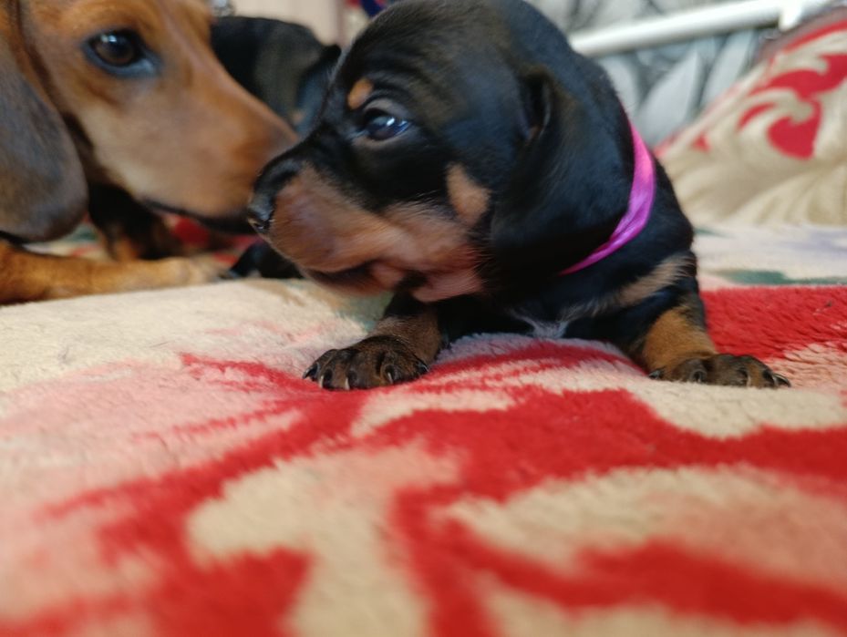 Продаю щенков Таксы