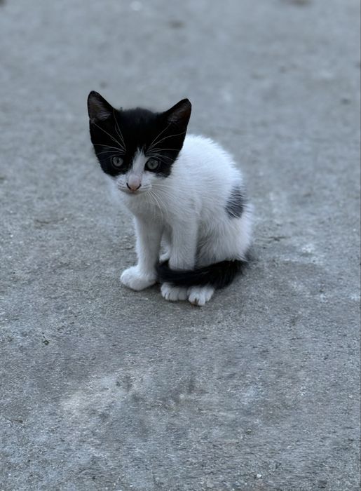 Donez Pui De Pisică URGENT