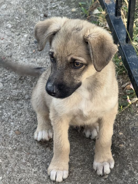 Catelusi pentru adoptie