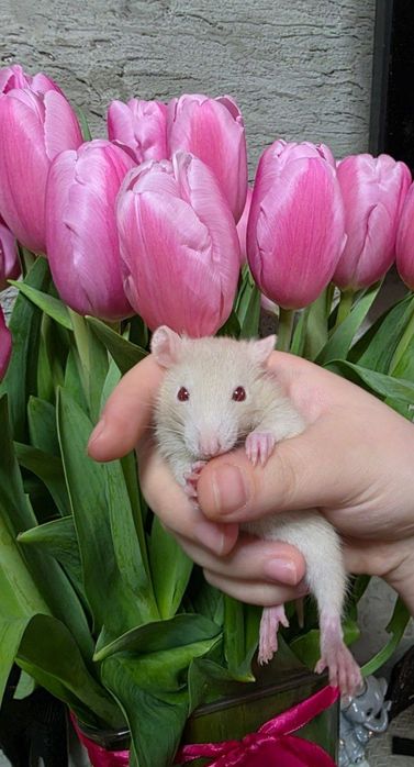 Декоративные крысы