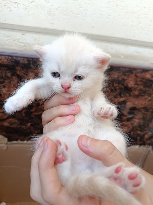 Котята Скоттиш фолд