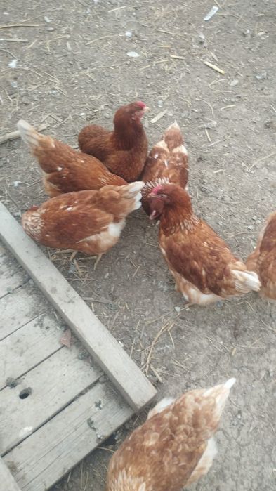 Ломон брауын тауықтар сатылады