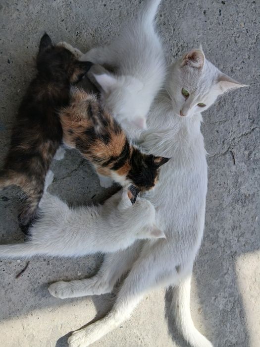 Khao Manee mushugi mehribon qoʻllarga beriladi