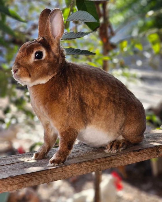 Iepuri pitici de companie /Berbec pitic/Cap de leu /Rex pitic