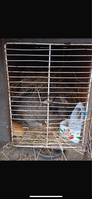 Iepuri cap de leu de vanzare