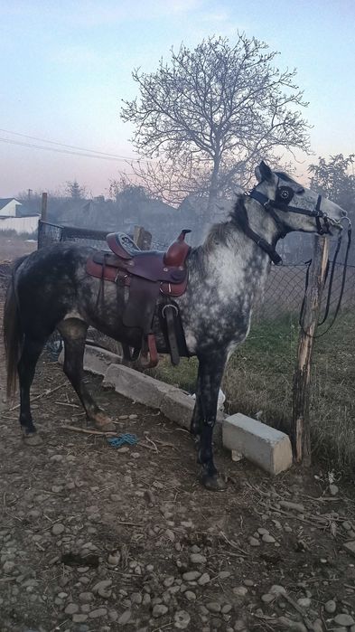 Vând iapă sură la preț de 2000eur