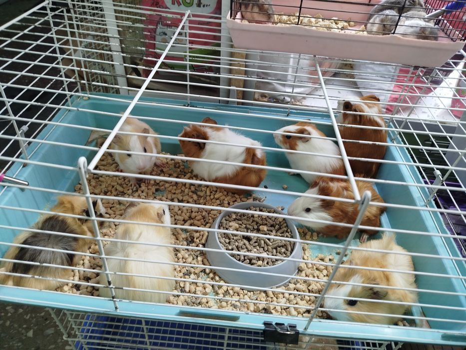 Морские свинки в продаже