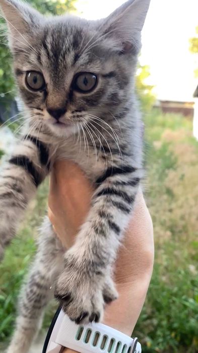 Котёнок в добрые руки