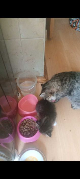 Продам котят срочно.