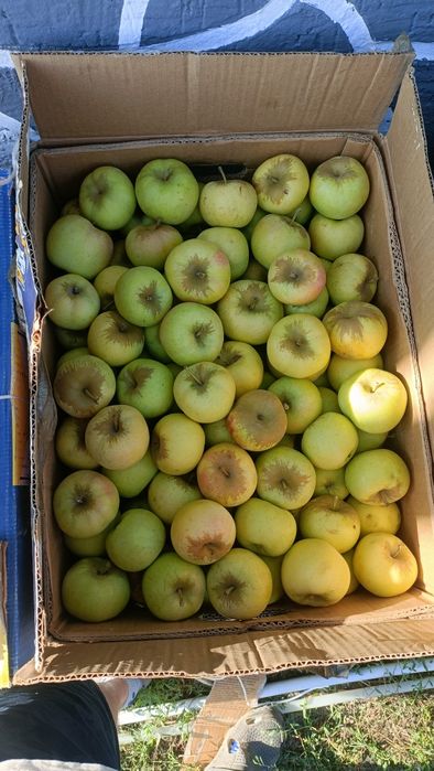 Яблоки Айнур,Гала,Лимонка